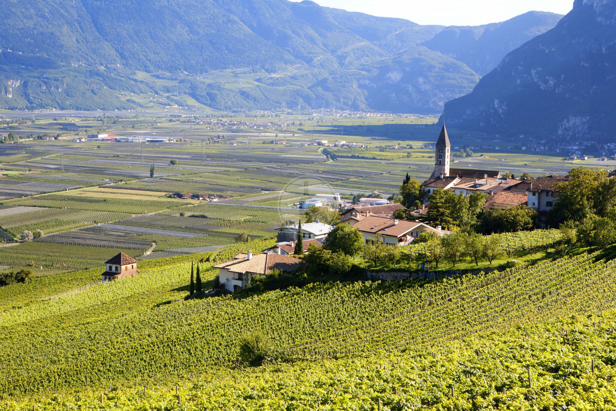 panoramicviewofavineyardinaltoadigeitaly scaled