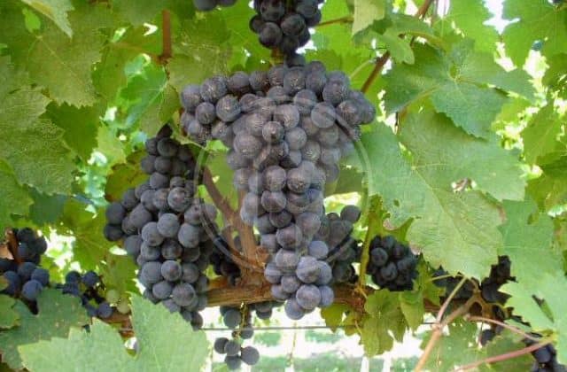 cabernet franc