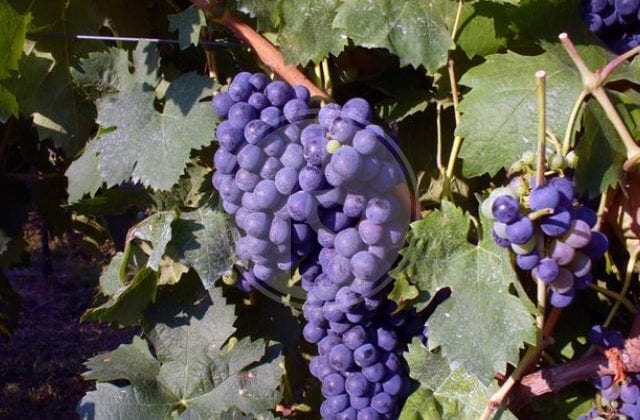 carignano