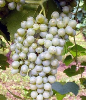 falanghina