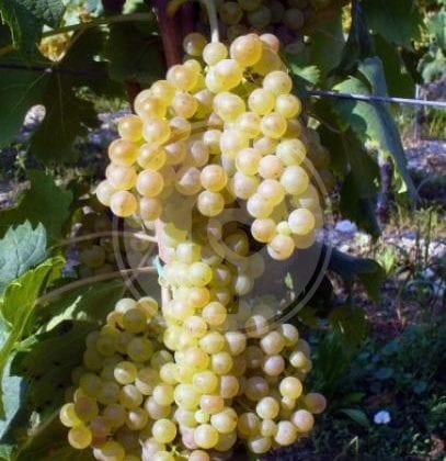 garganega