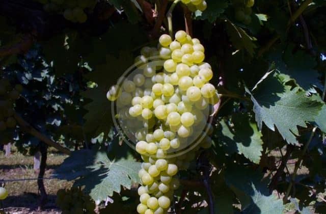 malvasia bianca