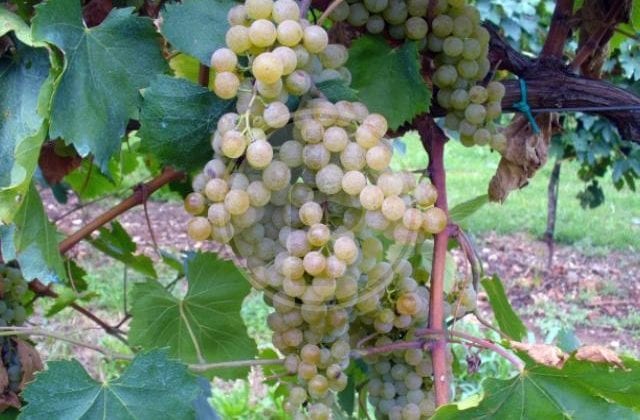 malvasia bianca di candia