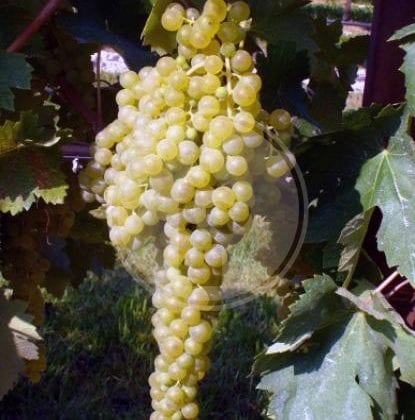 malvasia bianca lunga