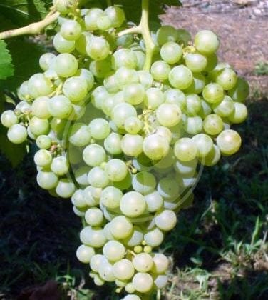 malvasia del lazio