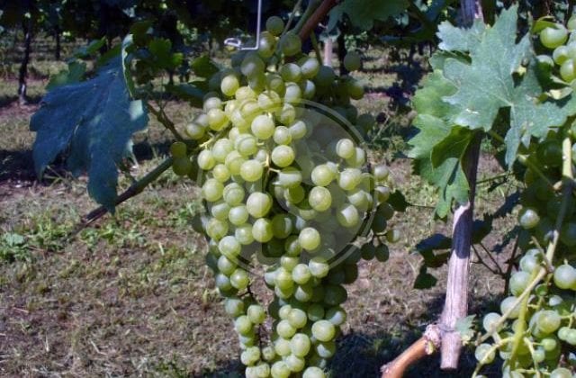 malvasia di sardegna