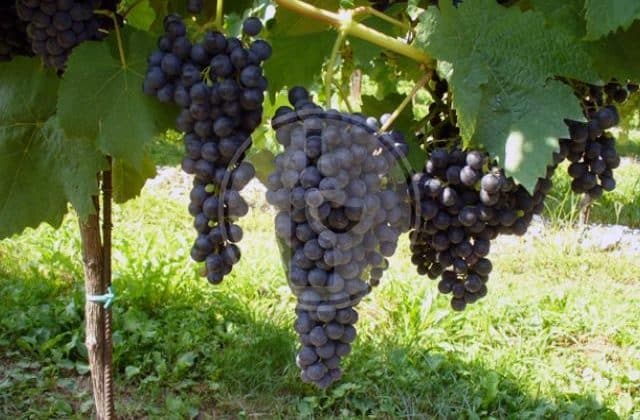 petit verdot