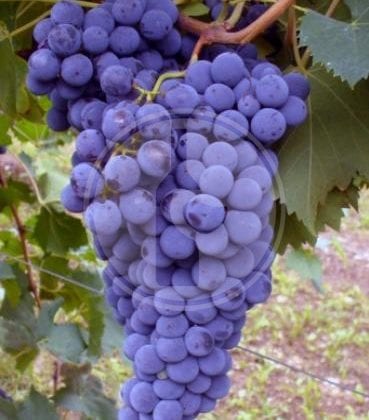 sangiovese