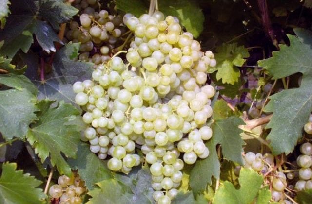 trebbiano abruzzese