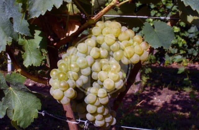 trebbiano di soave