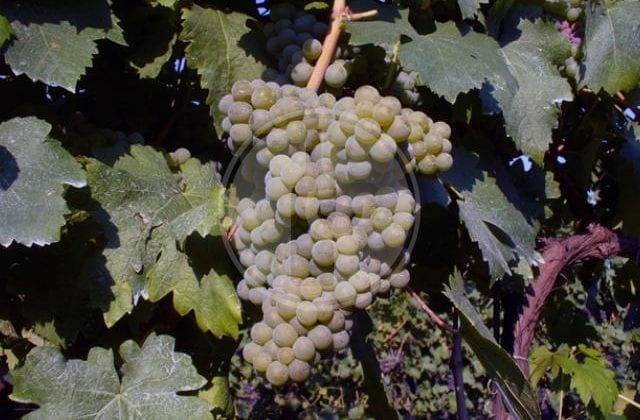 trebbiano giallo