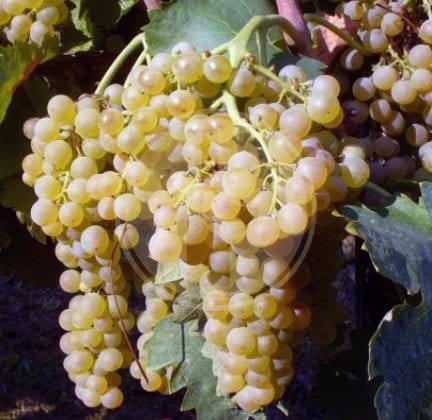 trebbiano toscano