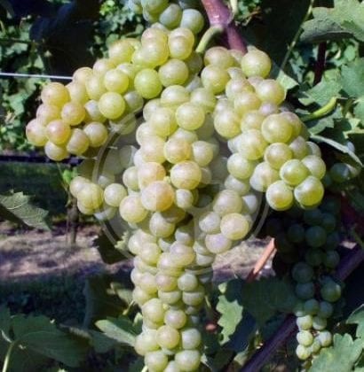 verdicchio bianco