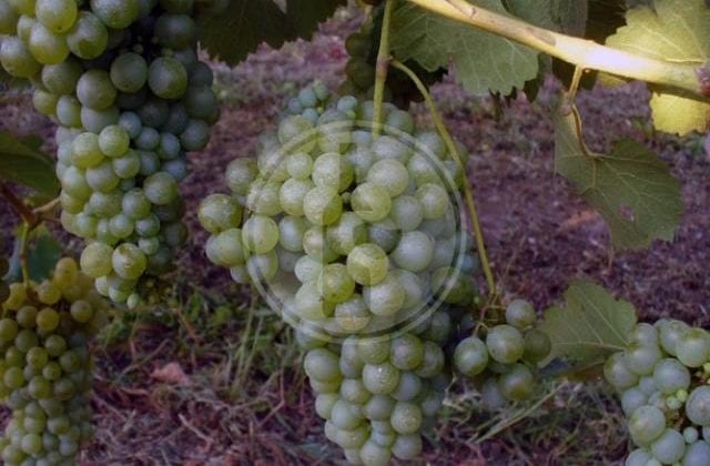 verduzzo trevigiano