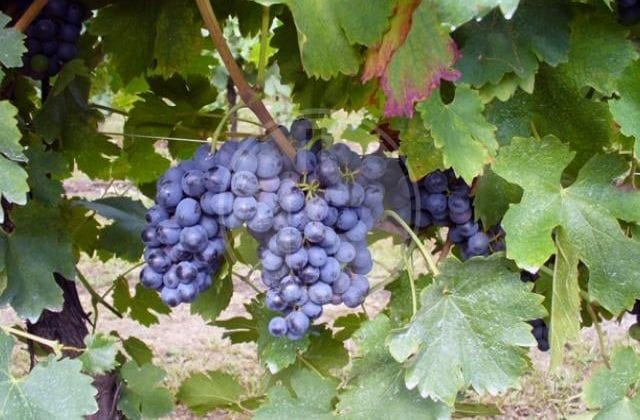 vernaccia nera