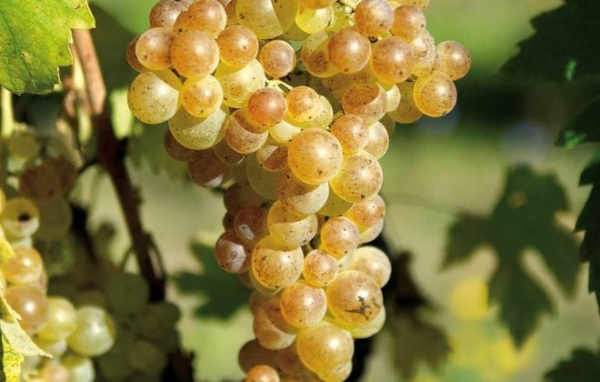 vernaccia di san gimignano