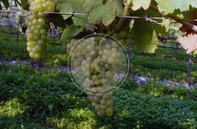 viognier